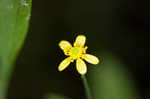 Mississippi buttercup